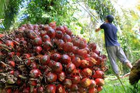 Harga Sawit Riau Naik Lagi