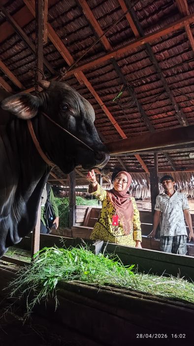 Berbobot 1.000 Kg, Sapi Brangus Milik Peternak Inhil Penuhi Syarat Jadi Bantuan Presiden