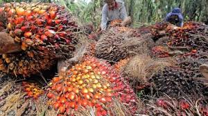 Indonesia dan Malaysia Penghasil Sawit Terbesar di Dunia