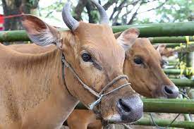 Sapi Kurban ASN Pemprov Riau Sudah Terkumpul 27 Ekor