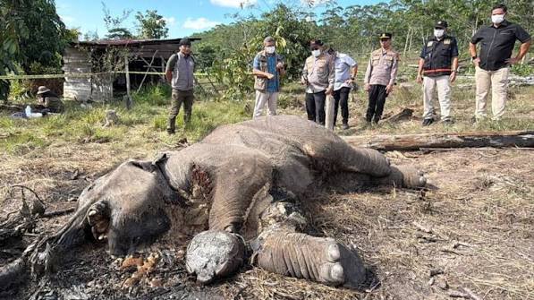 Berjuang 34 Hari Lawan Sakit, Gajah Binaan BBKSDA Riau Jovi Meninggal Dunia