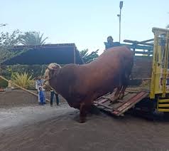 Riau Dapat Jatah 13 Sapi Kurban dari Presiden Prabowo