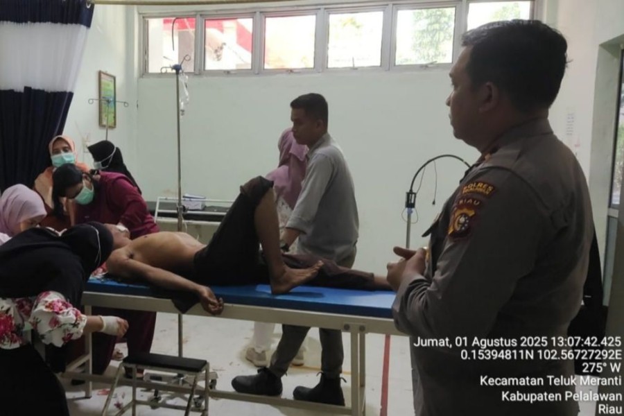 Pekerja Akasia Diserang Harimau Sumatera di Pelalawan