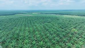 Jual Hutan Jadi Kebun Sawit, Kepala Desa di Inhu Ditangkap Polisi