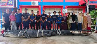 Buaya Raksasa di  Inhil Mati, Dalam Perutnya Ditemukan Pisau Hingga Karung Goni