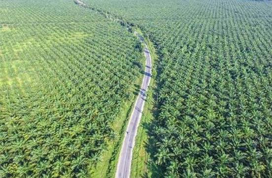 Rp1,9 Triliun Dana PSR Disalurkan untuk 23.789 Petani Sawit di Riau