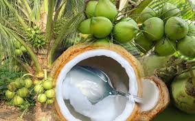 Tak Semua Aman, 5 Kelompok Orang Ini Dianjurkan Tak Minum Air Kelapa