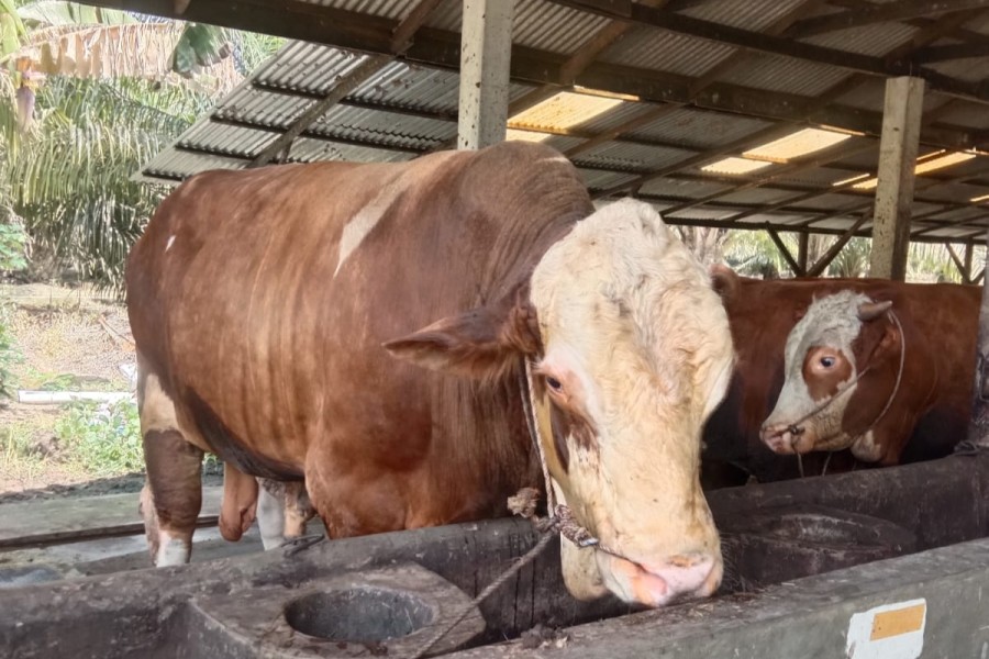 Presiden Berikan Bantuan 14 Ekor Sapi Kurban Untuk Masyarakat Riau