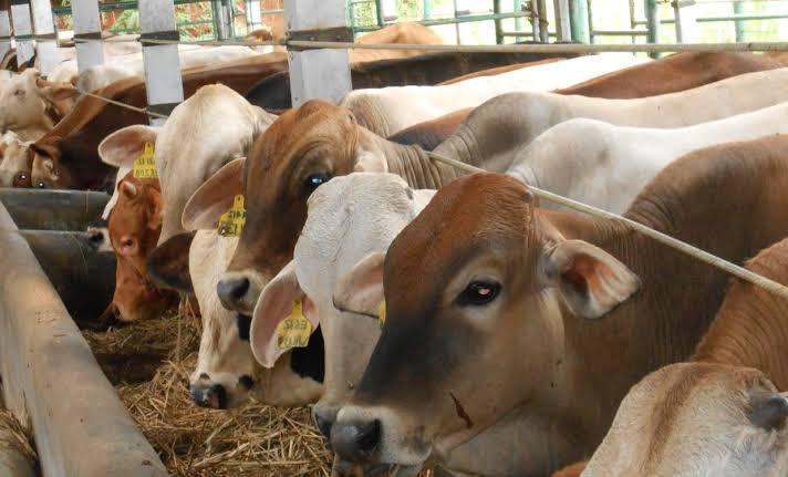 Pemprov Riau Lelang 50 Ekor Sapi