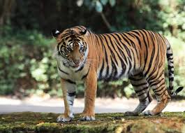 Terpantau 3 Harimau di Kebun Sawit Kampar,  BBKSDA Riau Turunkan Tim Gabungan