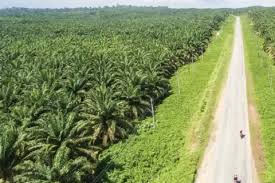 Dirjen Perkebunan Targetkan Replanting 10 Ribu Hektar Kebun Sawit di Riau