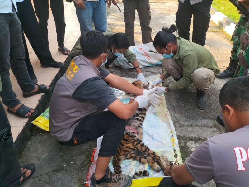Harimau Sumatera Dibunuh dan Dikuliti di Rokan Hulu, Enam Pelaku Ditangkap