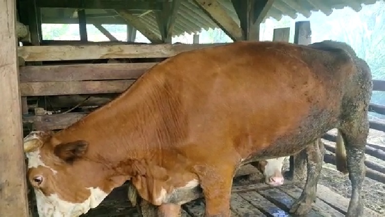 Hasil Pemeriksaan Sementara,Sapi Qurban Di Pekanbaru Aman PMK