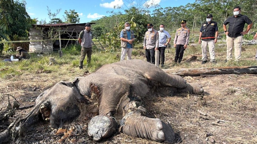 Seekor Gajah Liar Kemnbali Ditemukan Mati di TNTN