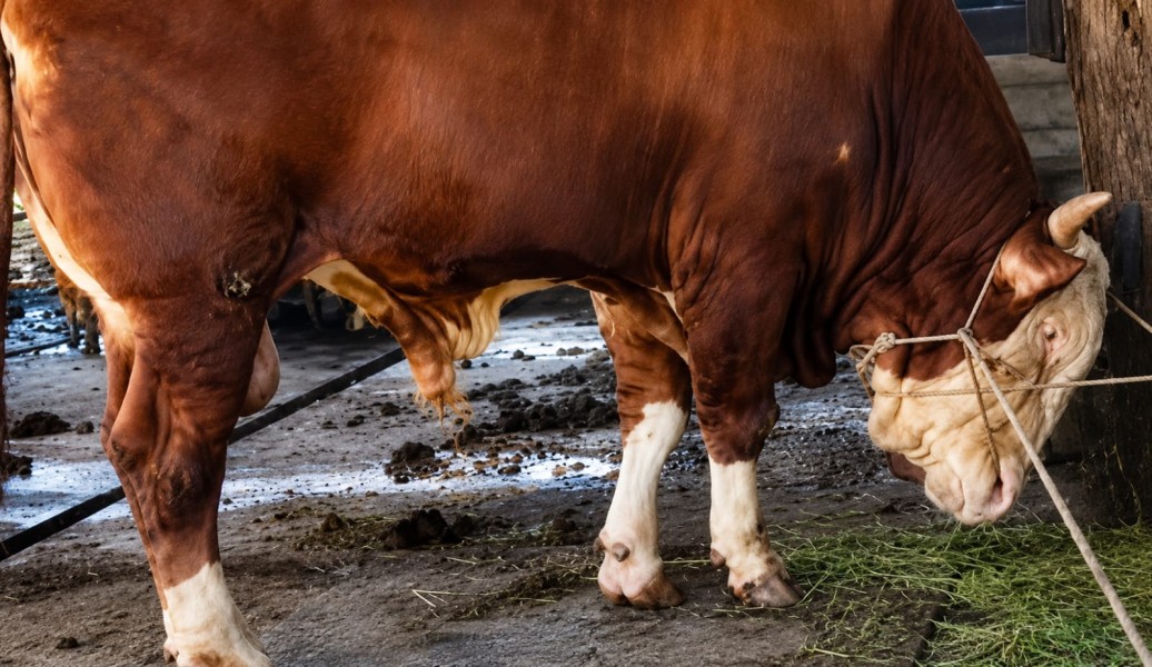 Sapi Kurban Presiden Dari Dumai Berbobot Hampir 1 Ton
