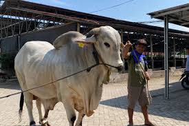 Pemprov Riau Seleksi Sapi Kurban Bantuan Presiden