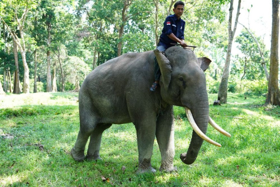 Konflik Gajah dengan Manusia Kembali Terjadi di Kampar