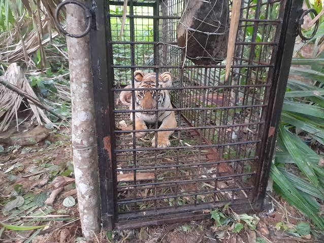 Terpantau Camera Trap, BBKSDA Pasang Kandang Jebakan Harimau di Inhil