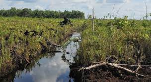 Riau Miliki Kesatuan Hidrologis Gambut (KHG) Terluas di Indonesia