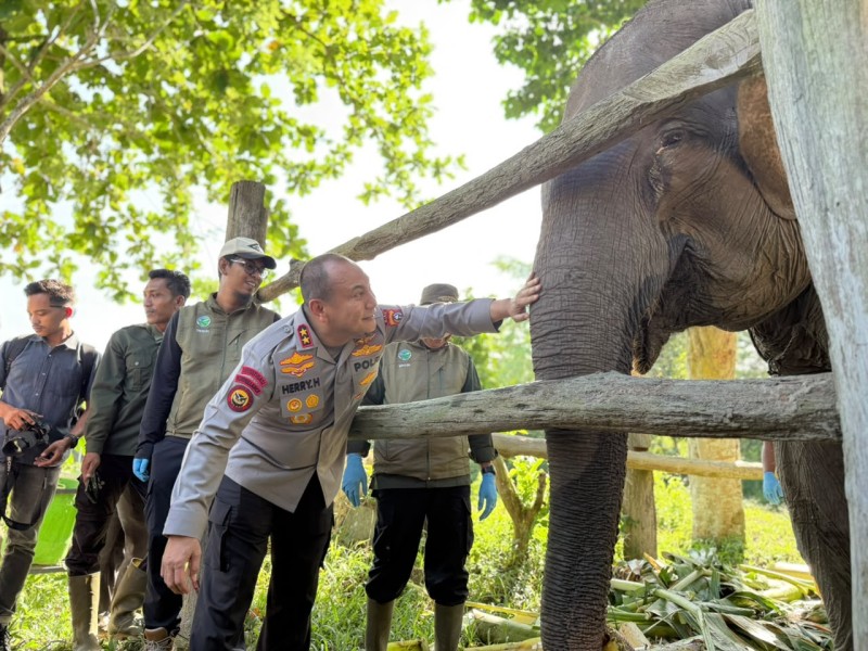 Harapan Baru di Tesso Nilo, Bayi Gajah Baru Lahir Diberi Nama “Nona Seroja