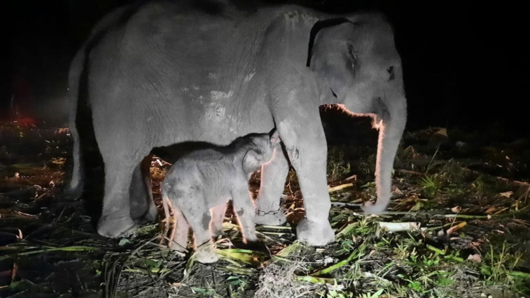 Bayi Gajah Betina Lahir di Riau