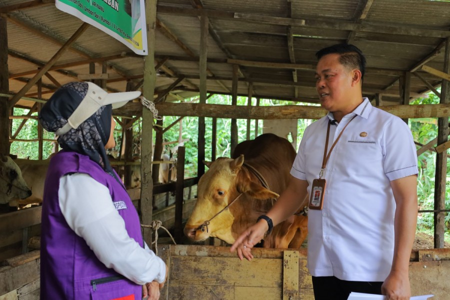 Distankan Pastikan Sapi Kurban Presiden RI di Kota Pekanbaru Dalam Kondisi Sehat