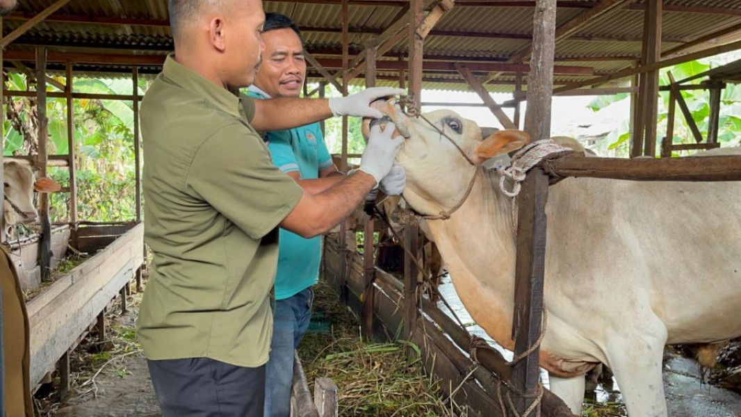 37 Ribu Lebih Obat dan Vaksin Hewan Didistribusikan ke Kabupaten Kota di Riau