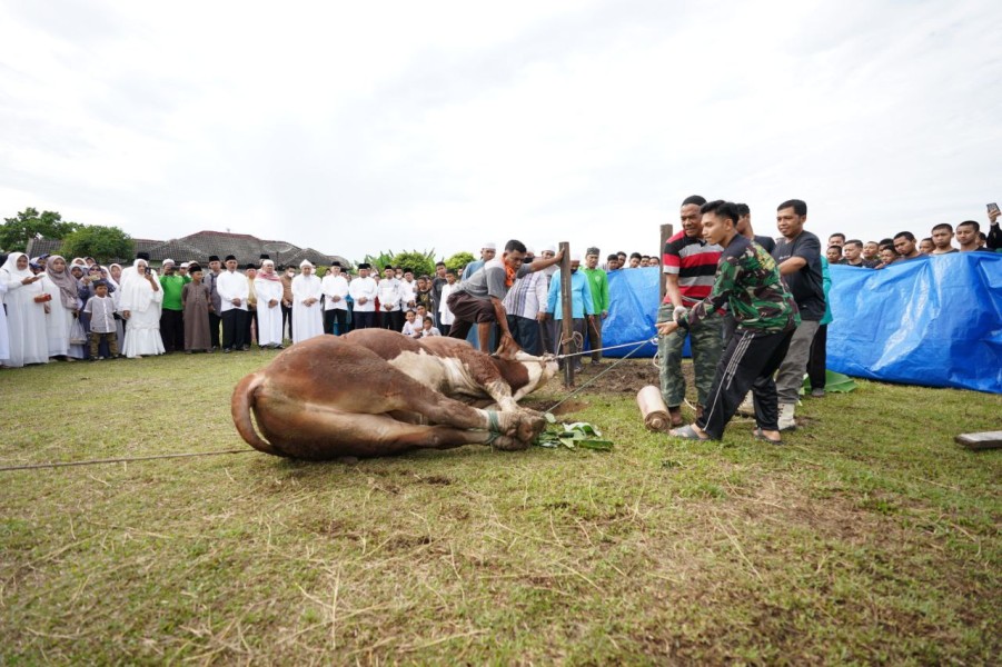 Pemko Pekanbaru akan Sembelih 23 Ekor Sapi di Idul Adha Tahun Ini