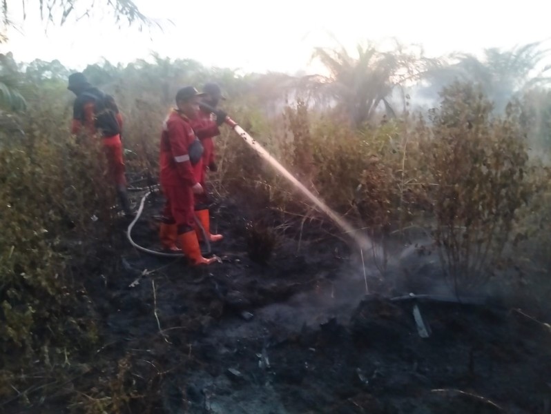Kebakaran Lahan Gambut Seluas 1 Hektare Terjadi di Air Hitam Pekanbaru