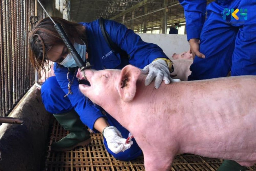 Dinas PKH Riau Lakukan Pengawasan Lalu Lintas Ternak Pasca Ditemukan Flu Babi