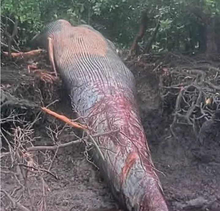 Ada Paus 4 Ton Terdampar Jadi Bangkai di Hutan Mangrove Inhil