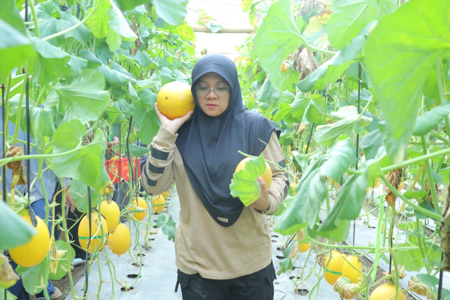 Manisnya Dana Desa di Siak, Sukses Panen Melon Premium, Kampung Buantan Besar Cetak PAD Mandiri